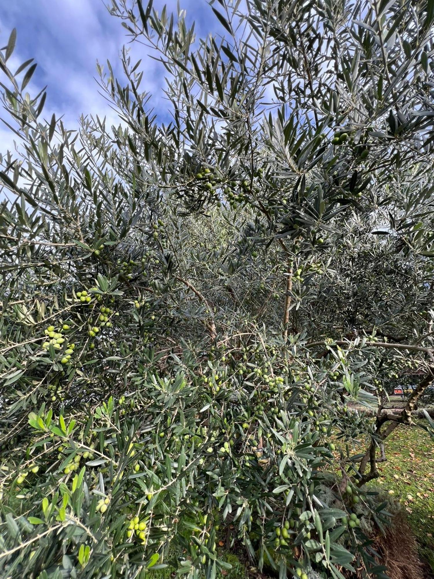 Апартаменты Il Giardino Dei Ciliegi Колико Экстерьер фото